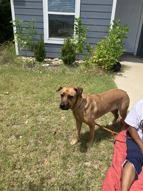 A young large-sized female Mixed Breed dog named Nala for adoption in Dallas, TX