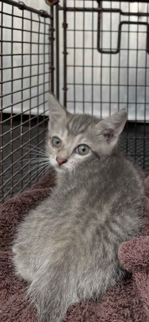 A baby small-sized female Domestic Short Hair cat named Nikki for adoption in Austin, TX