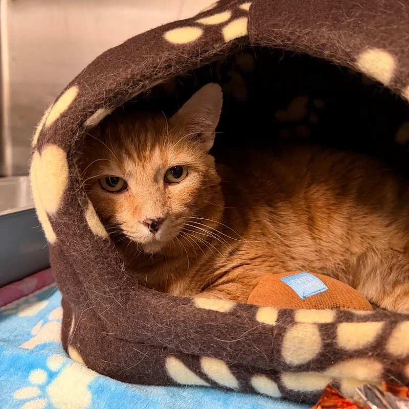 An adult extra large-sized male Orange / Red American Shorthair cat named Tony the Tiger for adoption in Morgan Hill, CA