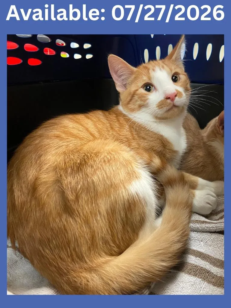 A baby medium-sized male Domestic Short Hair cat named Cat Display  Junior for adoption in Greenville, TX