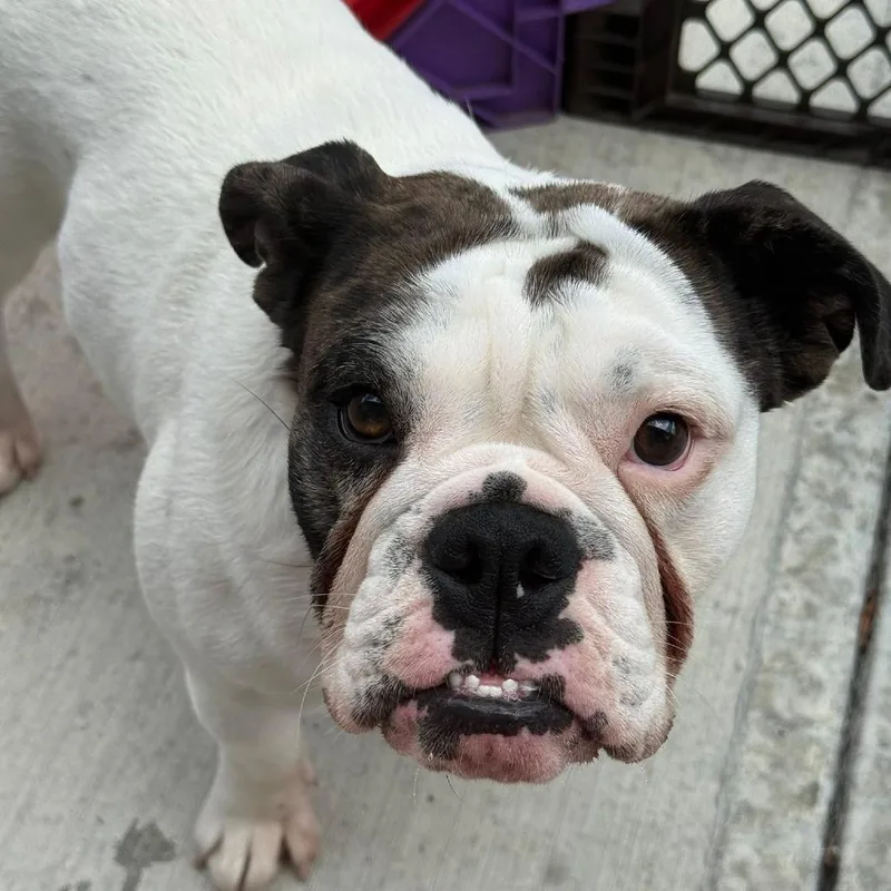 A young small-sized female White / Cream English Bulldog dog named Carmen for adoption in Huber Heights, OH