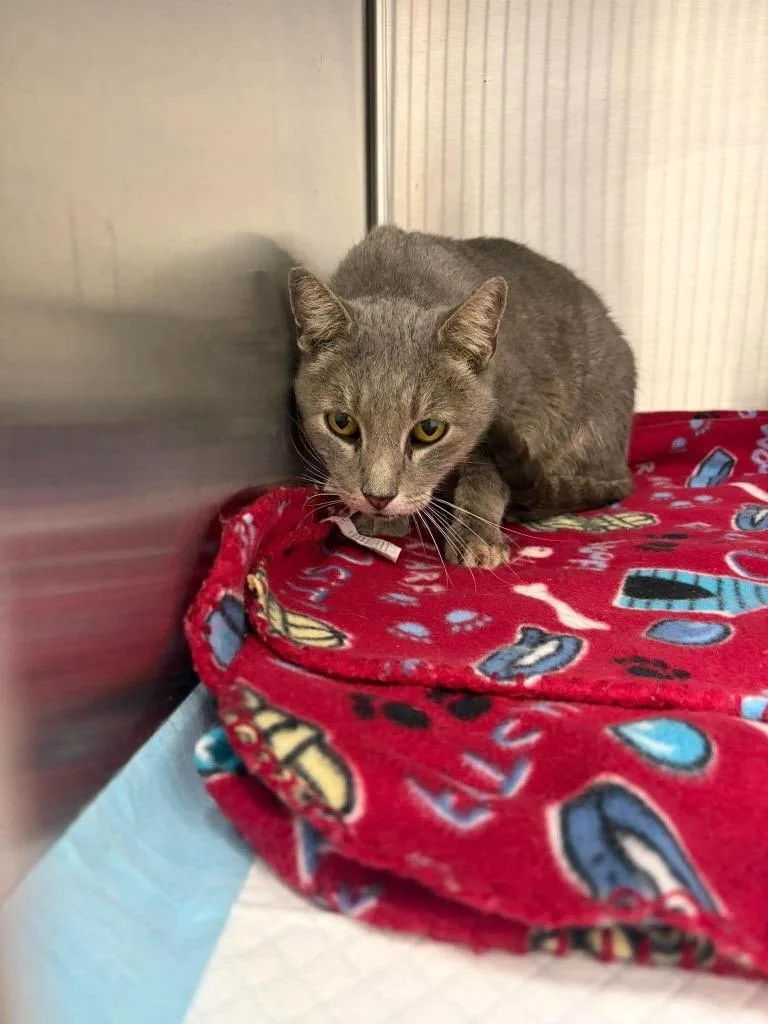 A senior medium-sized male Domestic Short Hair cat named Oozie for adoption in Republic, MO
