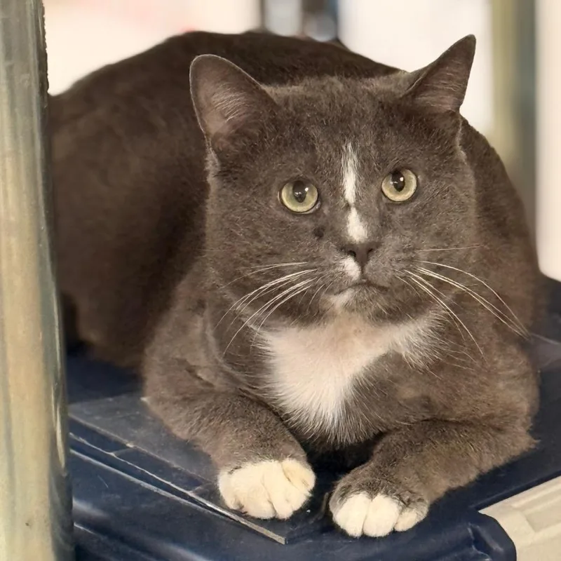 A young medium-sized male Domestic Short Hair cat named Optimus Prime for adoption in Cumming, GA