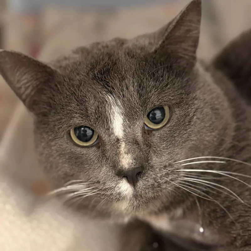 Optimus Prime thumbnail 2