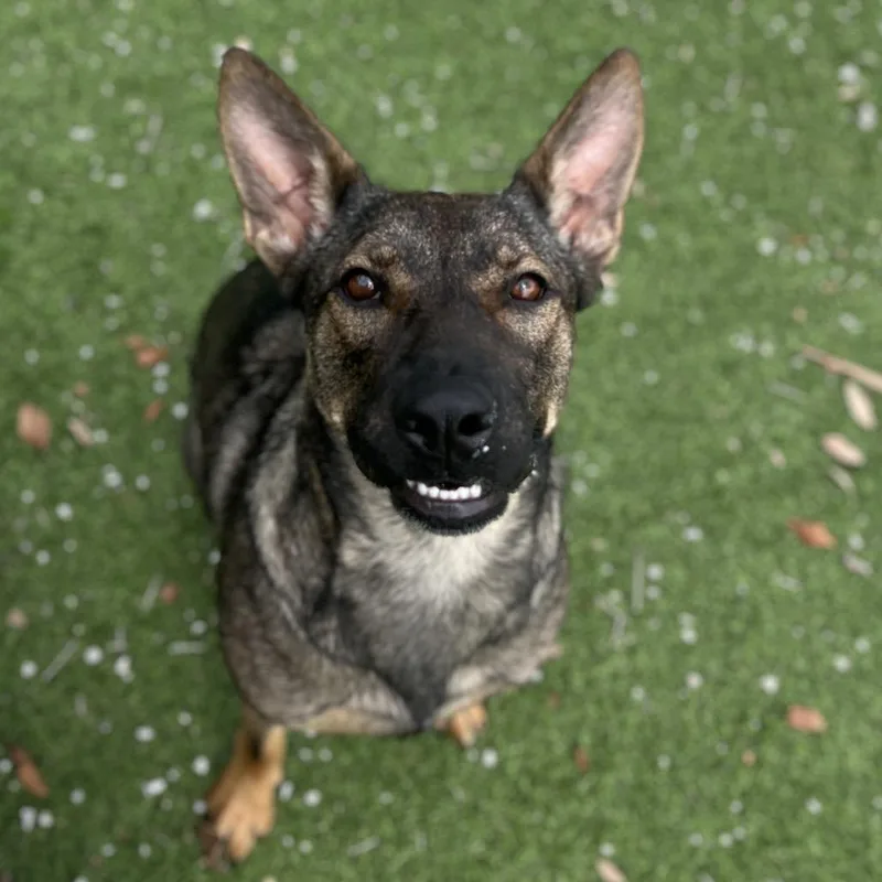 An adult medium-sized female Black Australian Shepherd dog named Aisla for adoption in LOXAHATCHEE, FL