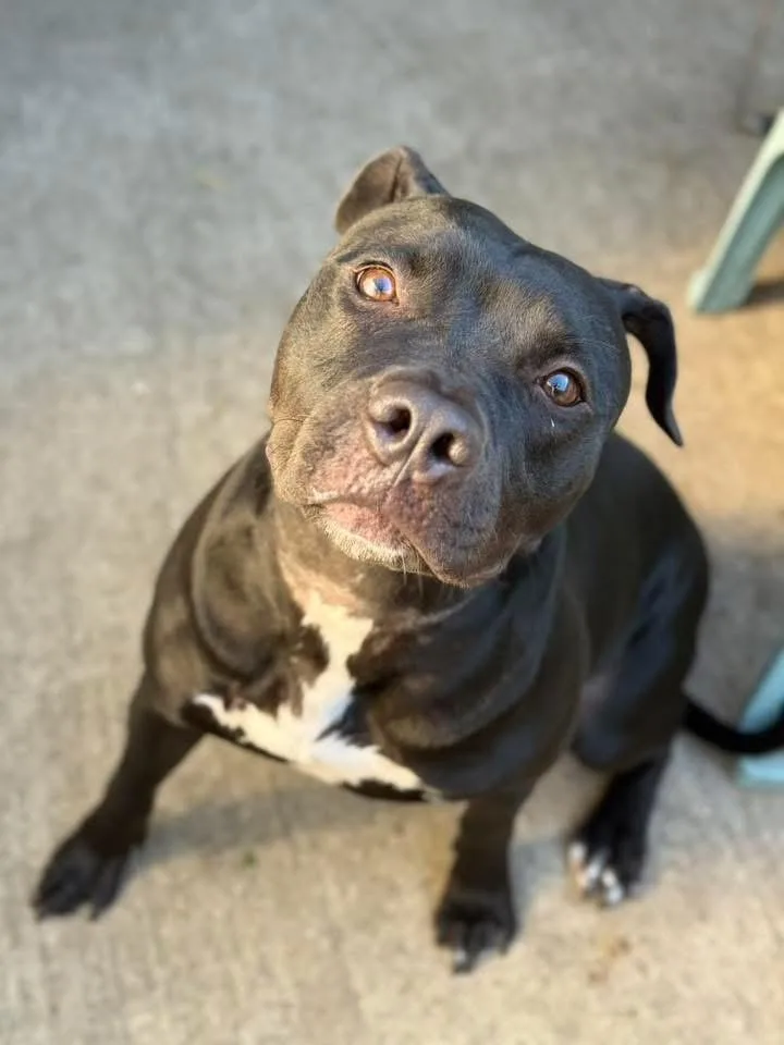 A young medium-sized female Black Pit Bull Terrier dog named Onyx for adoption in Chicago, IL