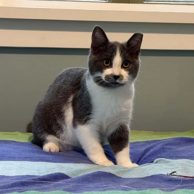 A baby small-sized female Gray & White Domestic Short Hair cat named Miss Dior for adoption in Milwaukee, WI
