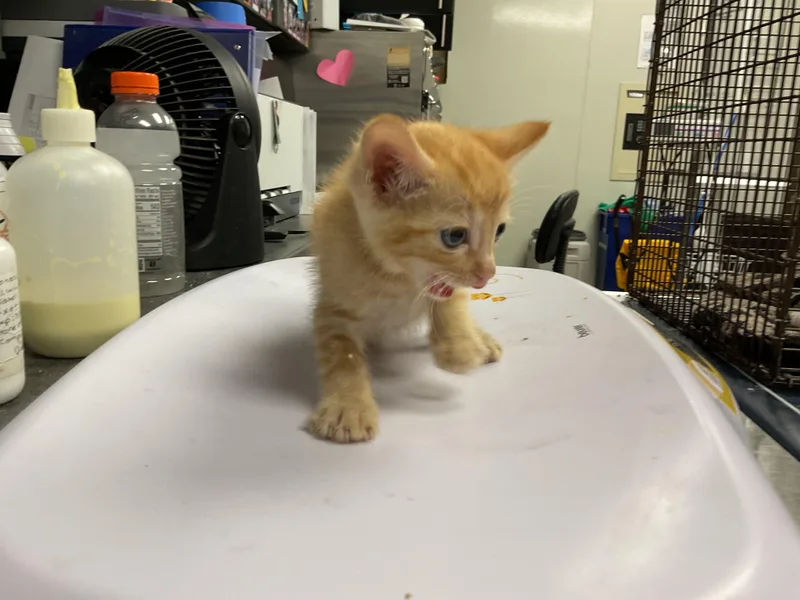 A baby small-sized female Domestic Short Hair cat named Detective for adoption in Ontario, CA