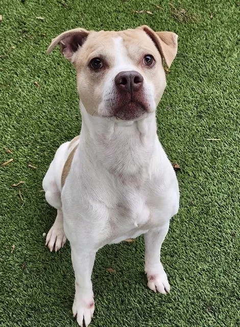 An adult medium-sized male Boxer dog named Julius for adoption in Newton, NC