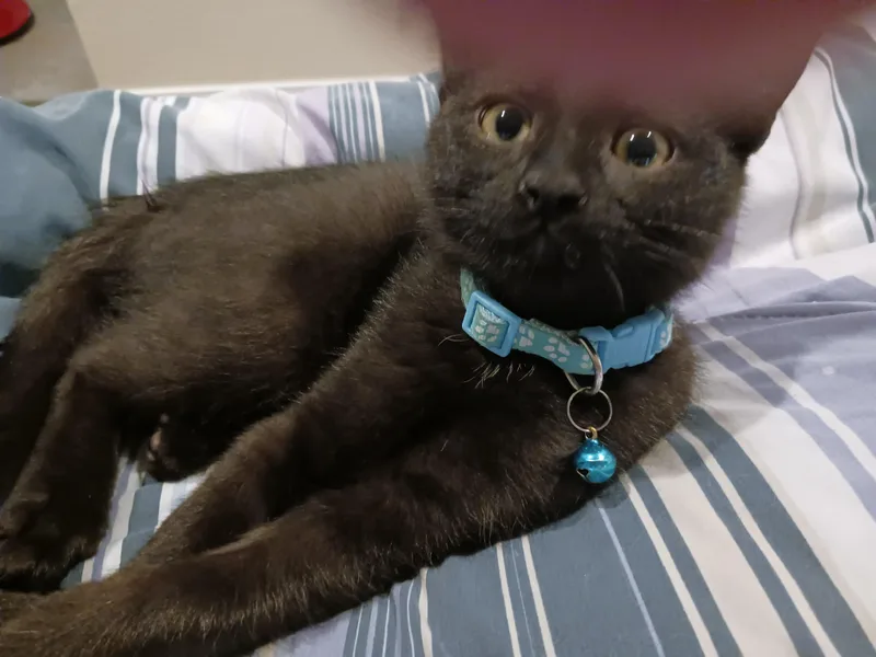 A baby medium-sized male Domestic Short Hair cat named Liberty  Your Handsome for adoption in Prescott, AZ