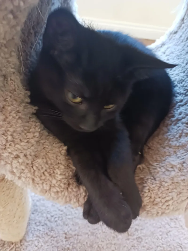 Liberty  Your Handsome thumbnail 3