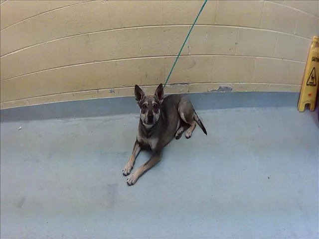 A young medium-sized female German Shepherd Dog dog named Lady for adoption in Tulsa, OK