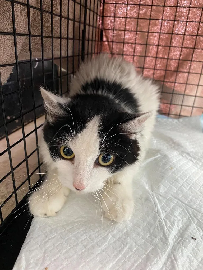 A young medium-sized female Domestic Short Hair cat named Daisy for adoption in New Braunfels, TX