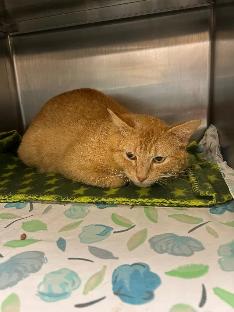 An adult medium-sized male Domestic Short Hair cat named Kobalt for adoption in Mineral, VA