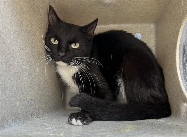 An adult medium-sized female Domestic Short Hair cat named Domino for adoption in Baldwin Park, CA
