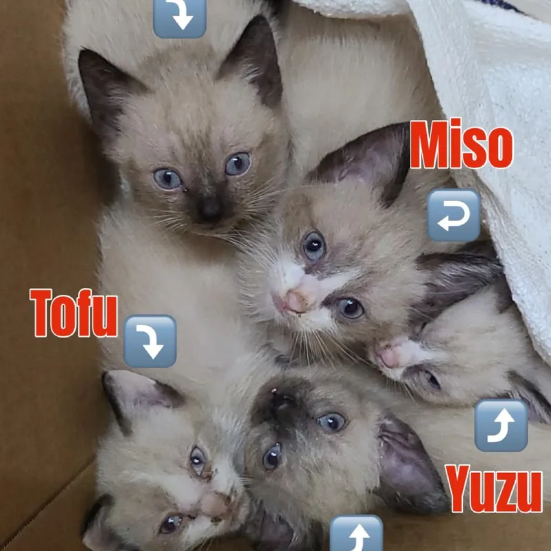 A baby small-sized male White Siamese cat named Tofu for adoption in Cartersville, GA