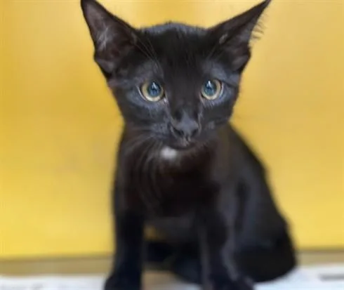 A baby medium-sized female Domestic Short Hair cat named Tina for adoption in Los Angeles, CA