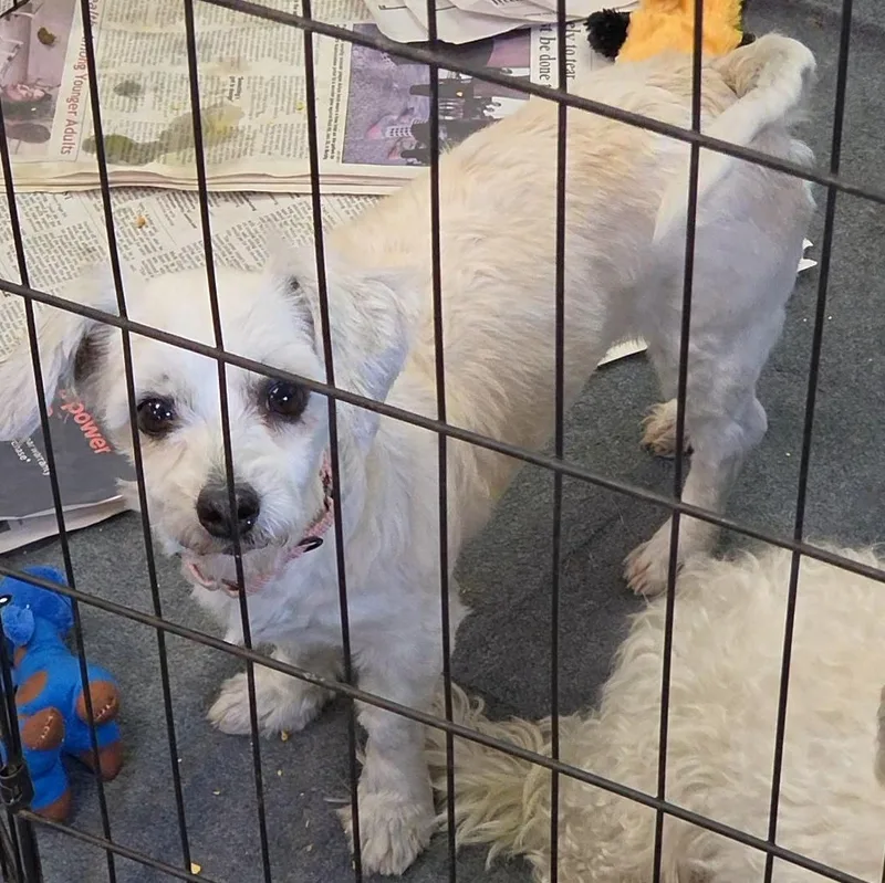 A young small-sized female Coton de Tulear dog named Boogey for adoption in LaGrange, IN