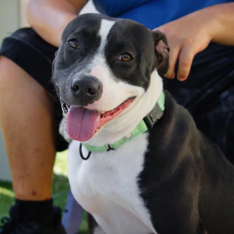 An adult medium-sized female Black American Staffordshire Terrier dog named Wilma for adoption in Englewood, FL