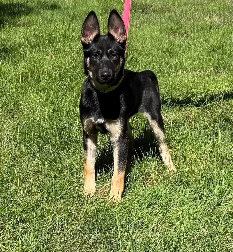 A baby large-sized male German Shepherd Dog dog named Azzy for adoption in Old Westbury, NY