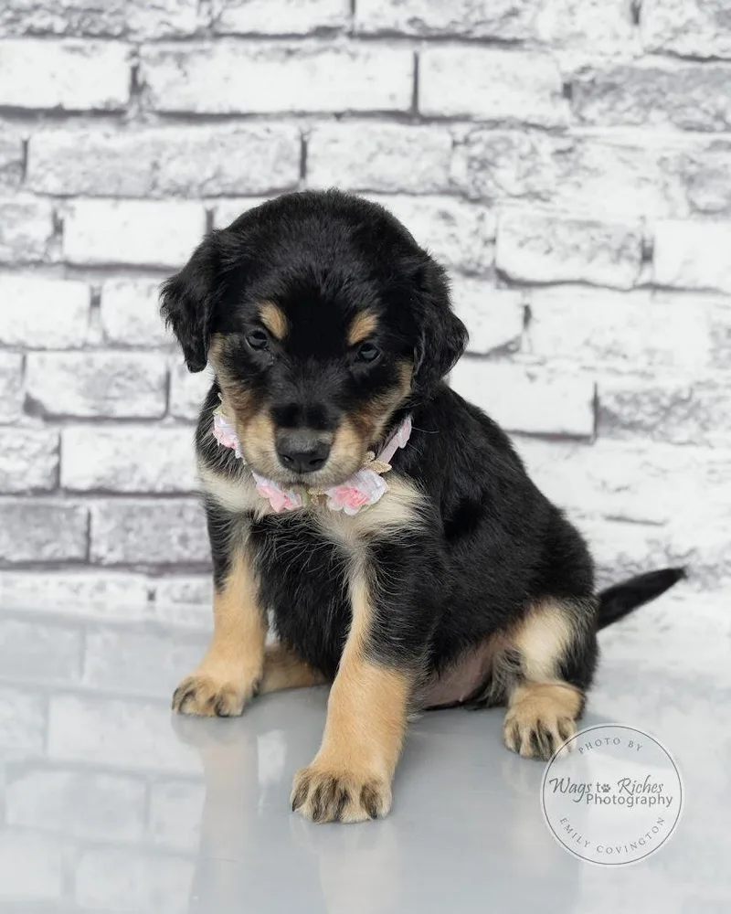 A baby medium-sized female Tricolor (Brown, Black, & White) Labrador Retriever dog named Bernadette for adoption in Tuscaloosa, AL
