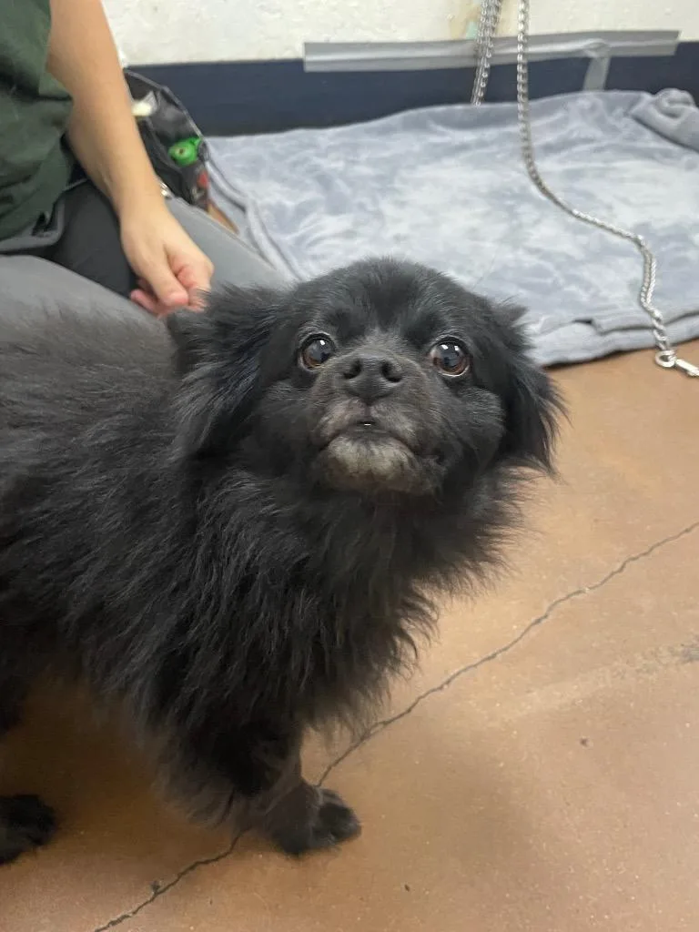 An adult small-sized female Pomeranian dog named Joey for adoption in Chico, CA