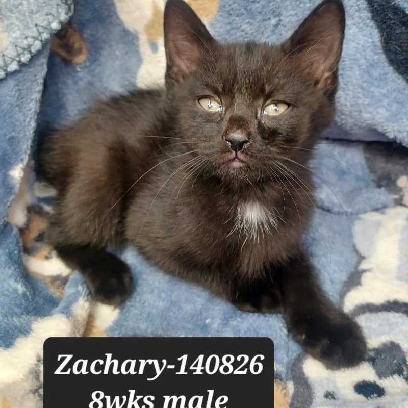 A baby small-sized male Domestic Short Hair cat named Zachary for adoption in New Tazewell, TN