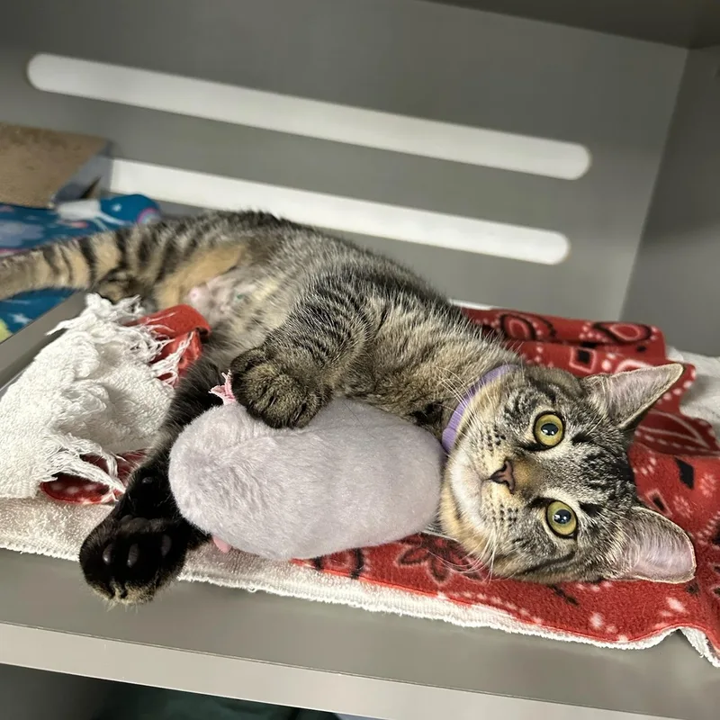 Pretty Girl thumbnail 2