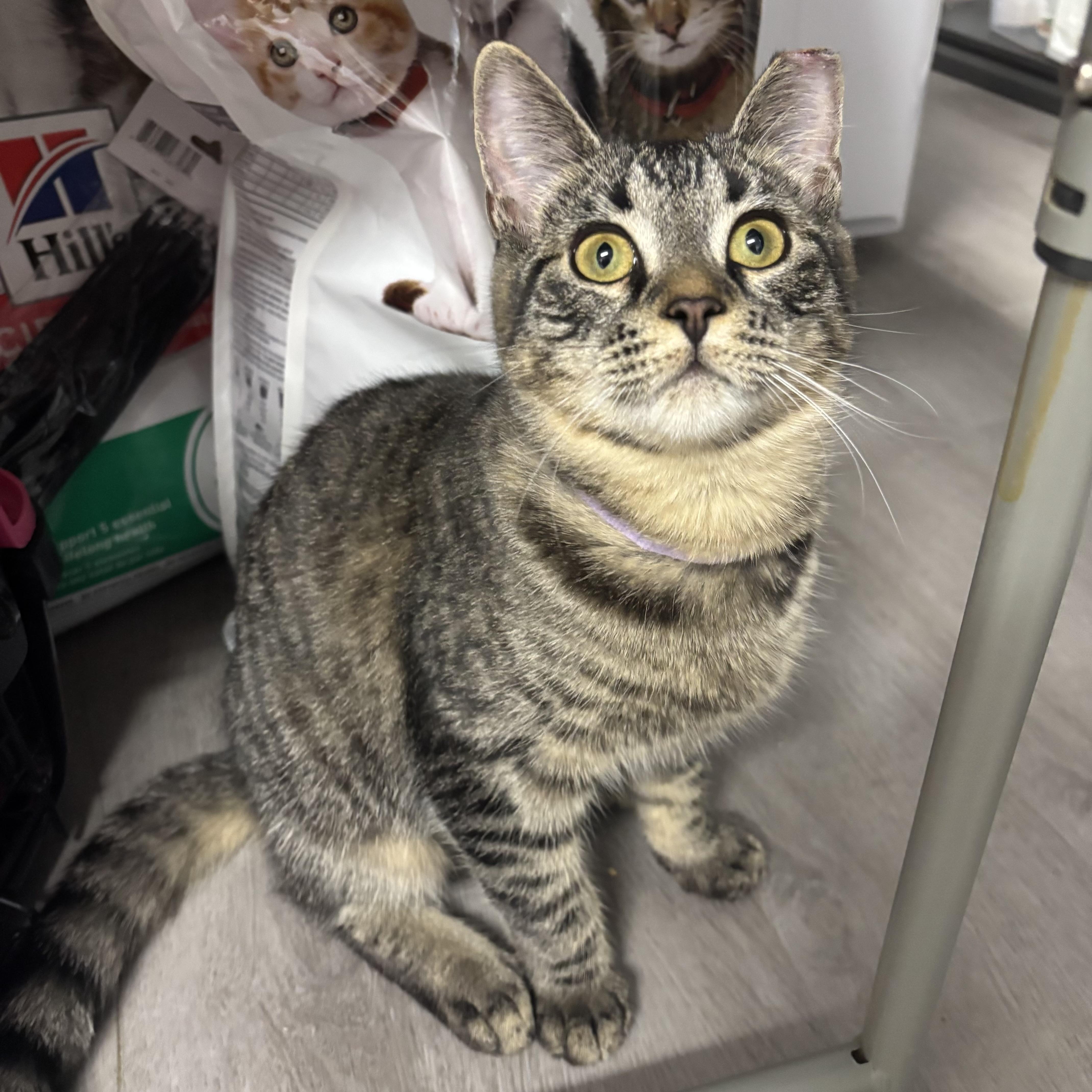 Pretty Girl thumbnail 3