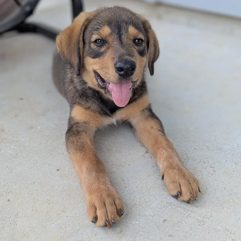 A baby small-sized male Brown / Chocolate Mixed Breed dog named Barton for adoption in Austin, TX