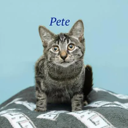 A baby small-sized male Domestic Short Hair cat named Pete for adoption in Parma, OH