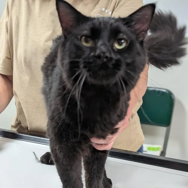 A young medium-sized male Domestic Short Hair cat named Shadow for adoption in Canton, IL
