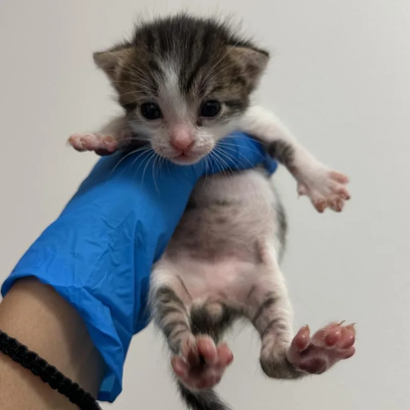 A baby small-sized male Gray / Blue / Silver Domestic Short Hair cat named Ufo U for adoption in Edinburg, TX