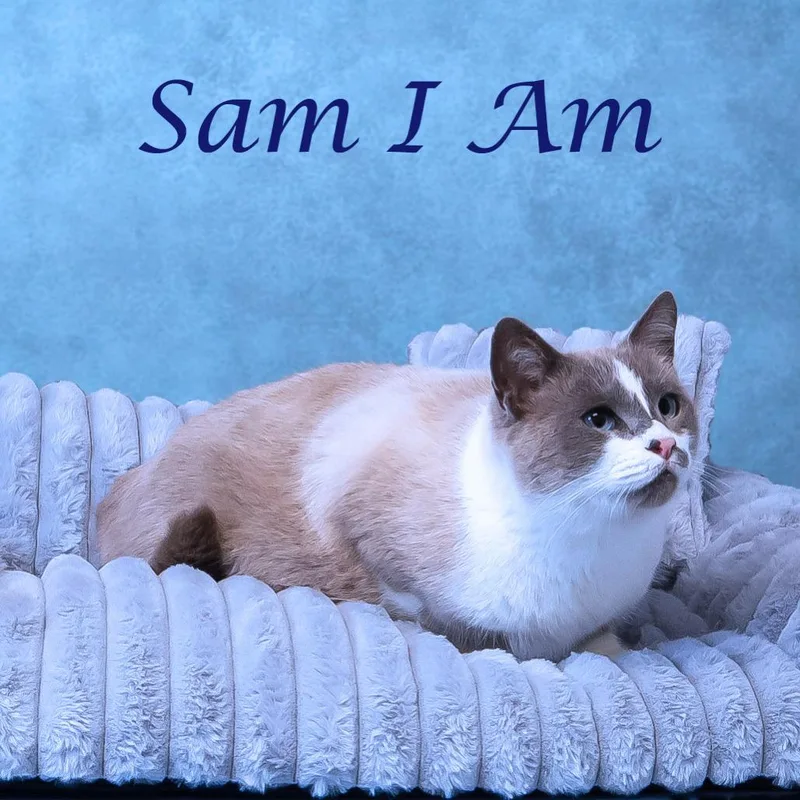 Sam I Am C