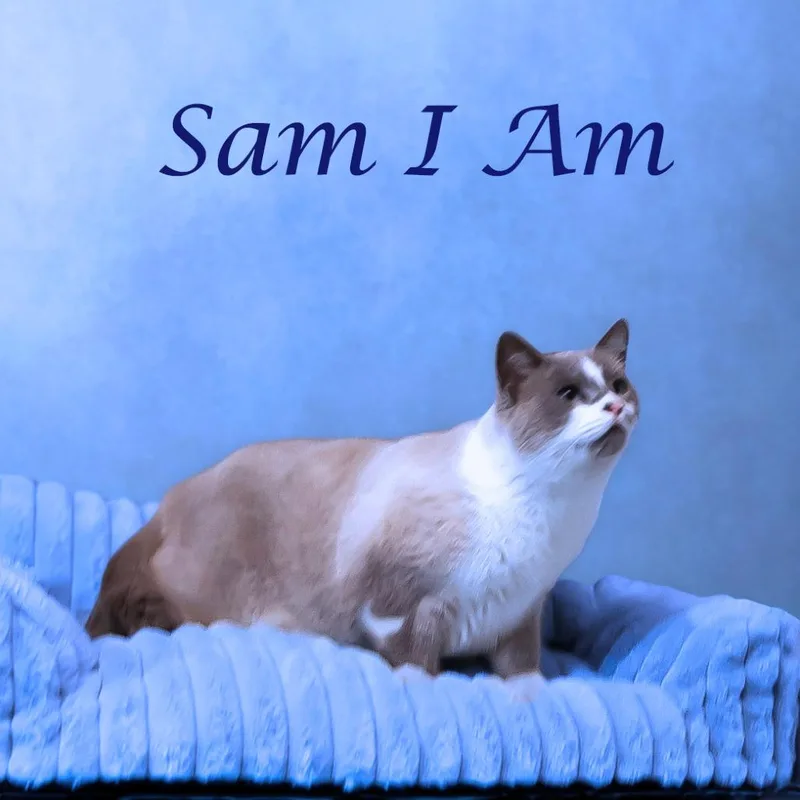 Sam I Am C thumbnail 2