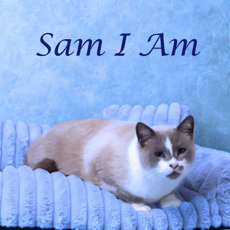Sam I Am C thumbnail 4