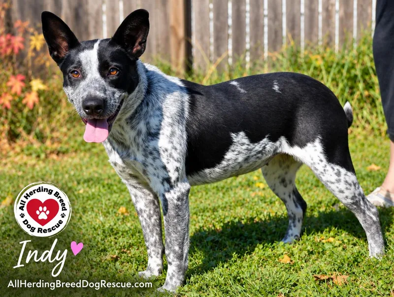 A young medium-sized female Cattle Dog dog named Indy for adoption in Joliet, IL