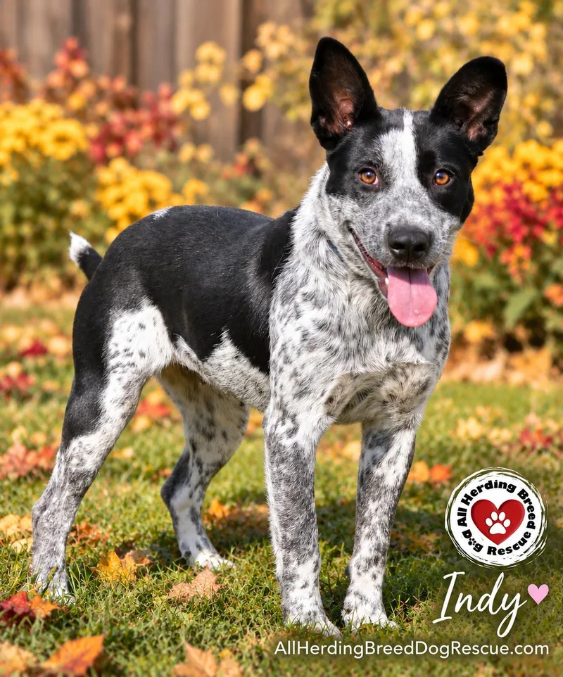 Indy thumbnail 2