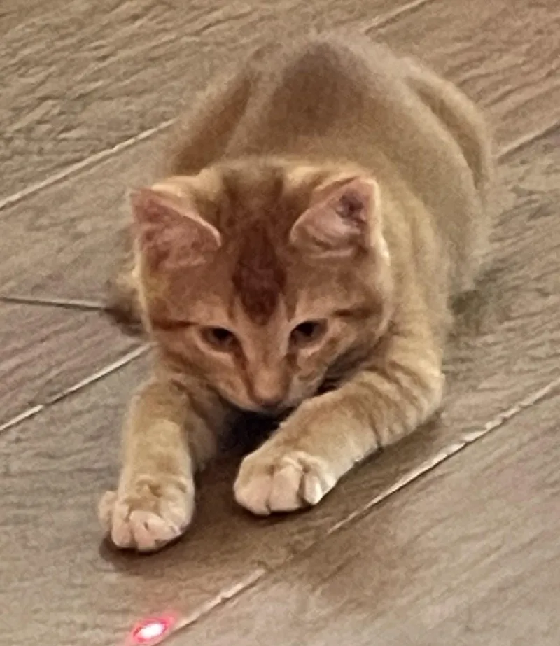 Cashew The Little Fox