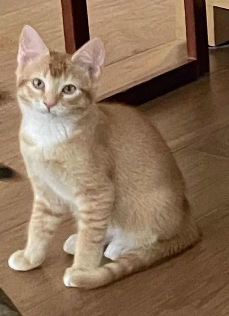 Cashew The Little Fox thumbnail 2