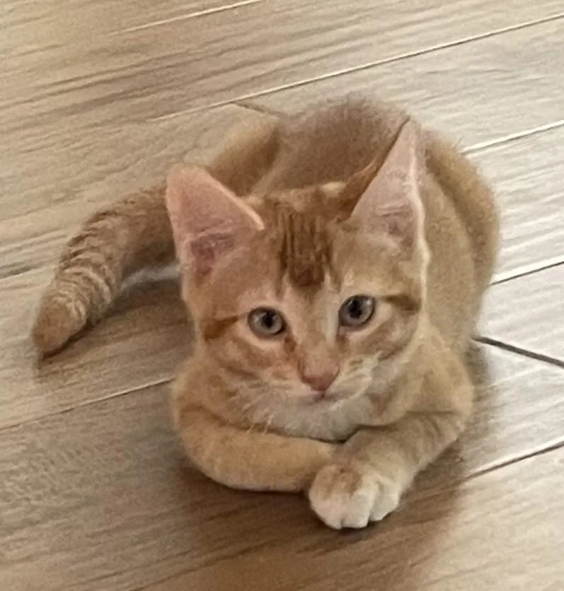 Cashew The Little Fox thumbnail 4