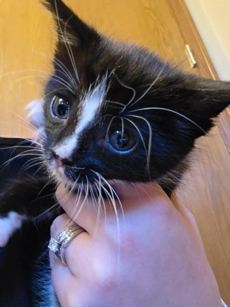A baby small-sized male Domestic Short Hair cat named Windy for adoption in Fond Du Lac, WI