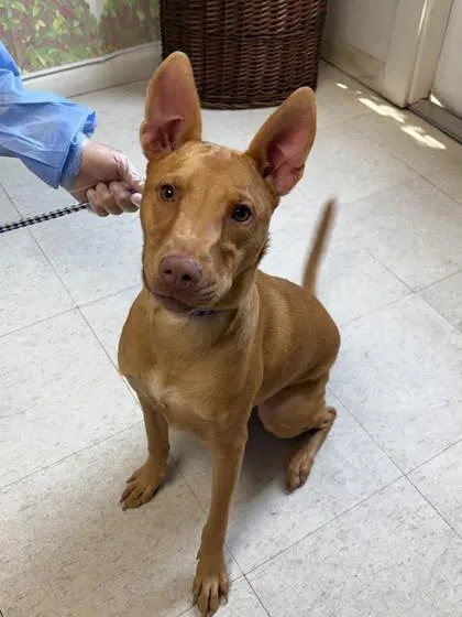 An adult medium-sized female Shepherd dog named Olive for adoption in San Antonio, TX