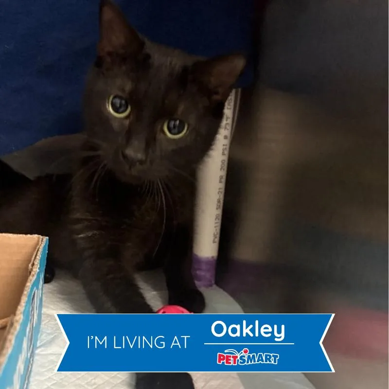 An adult medium-sized female Black Domestic Short Hair cat named Midnight Rose for adoption in Cincinnati, OH