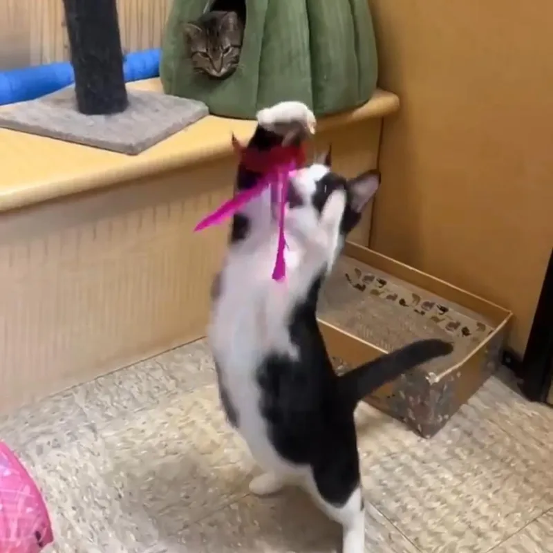 A baby medium-sized male Black & White / Tuxedo Tuxedo cat named Scoops for adoption in Warr Acres, OK
