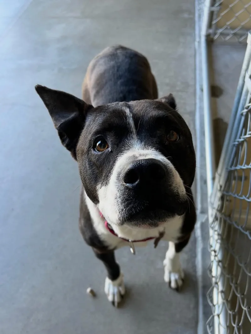 An adult medium-sized female Mixed Breed dog named Sadie for adoption in Wilsall, MT