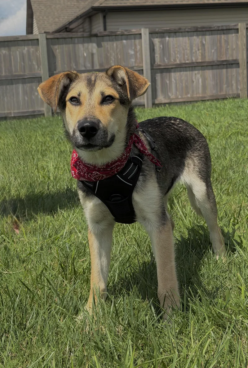 A young medium-sized male German Shepherd Dog dog named Sam for adoption in Maryville, TN