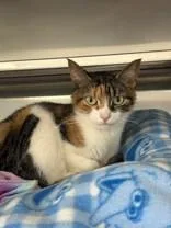 A young medium-sized female Calico Domestic Short Hair cat named Chica for adoption in Manitowoc, WI