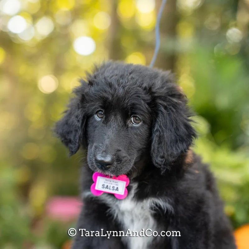A baby medium-sized female Black Poodle dog named Salsa for adoption in Wake Forest, NC
