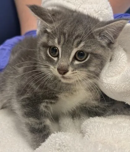 A baby small-sized male Domestic Short Hair cat named Gollum for adoption in Fishers, IN